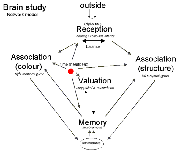 Brain study - Network